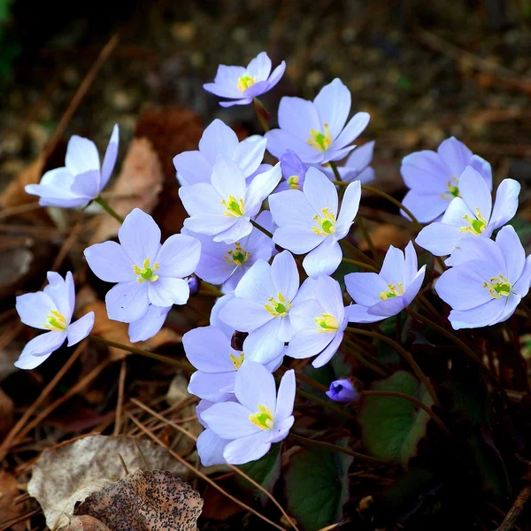 凤凰彩票棋牌游戏